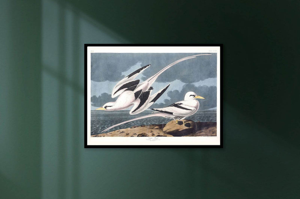 "Audubon - Tropic Bird - Hakyarts"