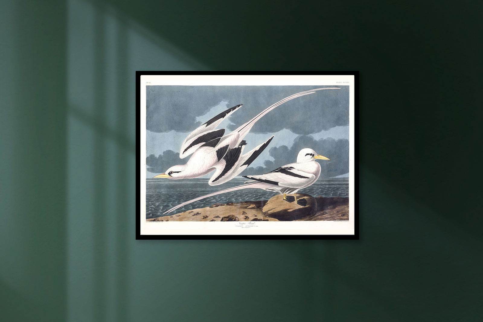 "Audubon - Tropic Bird - Hakyarts"