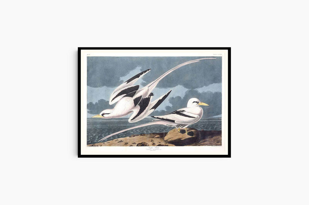 "Audubon - Tropic Bird - Hakyarts"