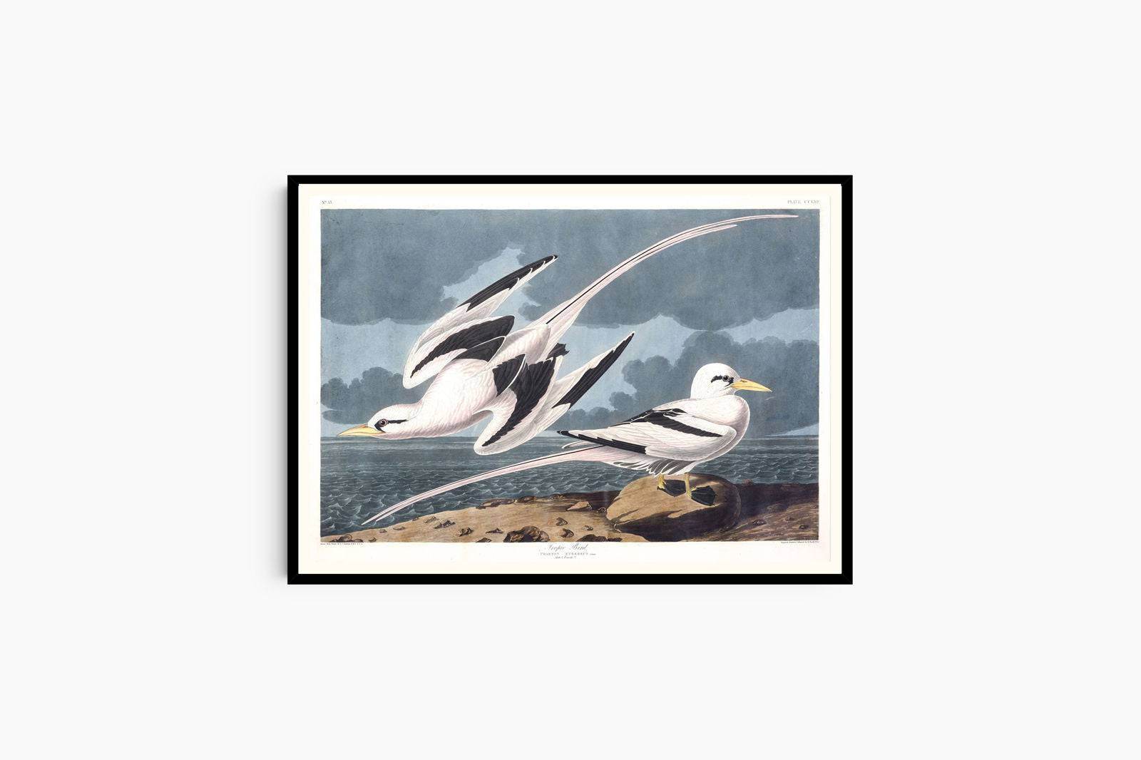 "Audubon - Tropic Bird - Hakyarts"