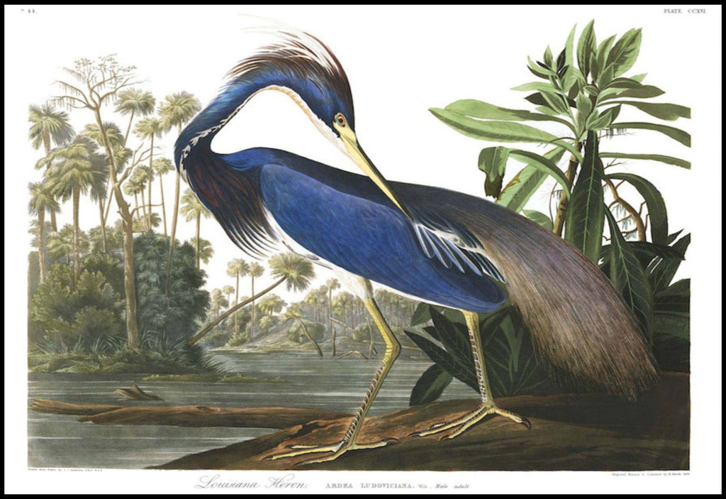 "John James Audubon - Louisiana Heron Poster"