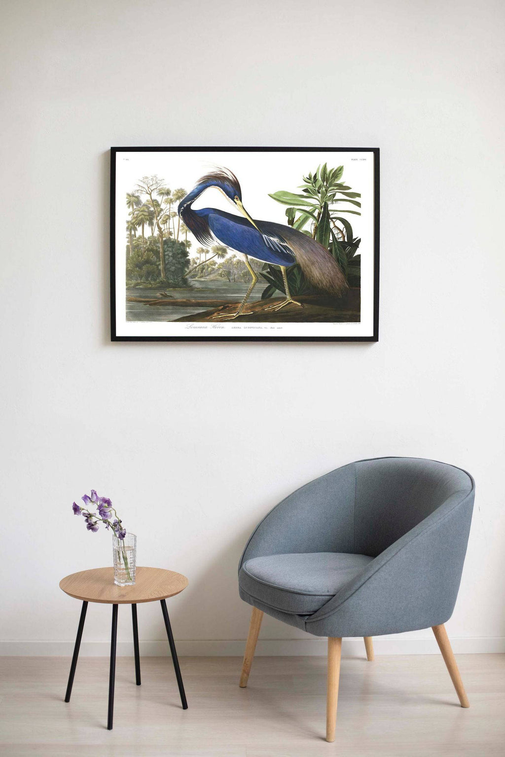 "John James Audubon - Louisiana Heron Poster"