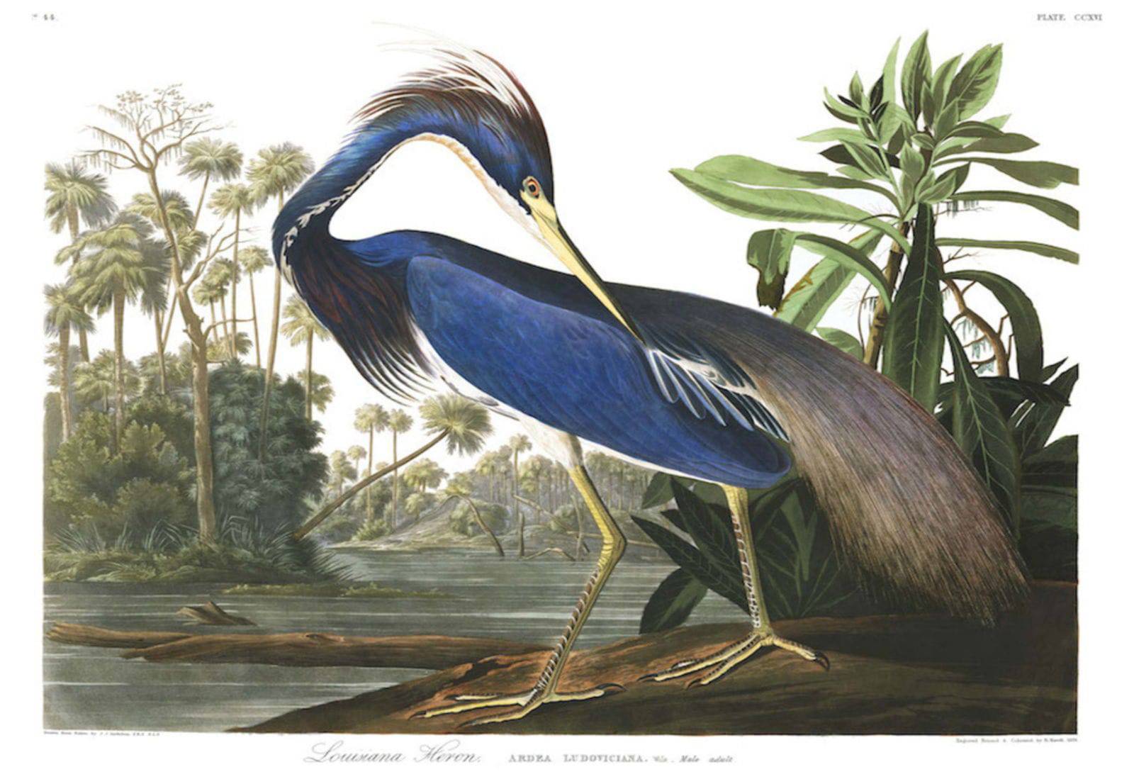 "John James Audubon - Louisiana Heron Poster"