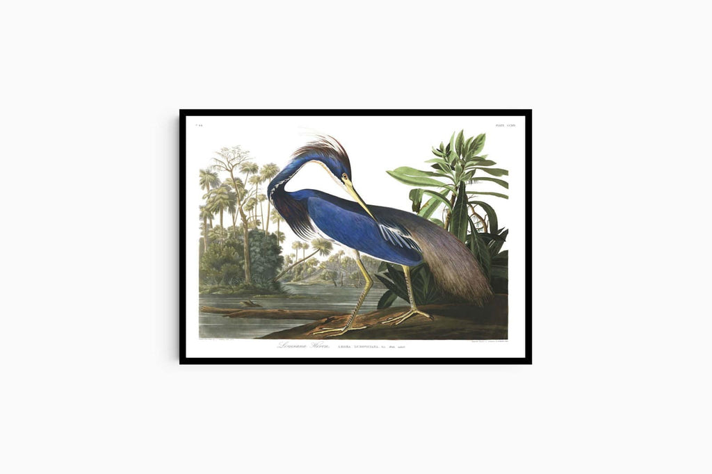 "John James Audubon - Louisiana Heron Poster"