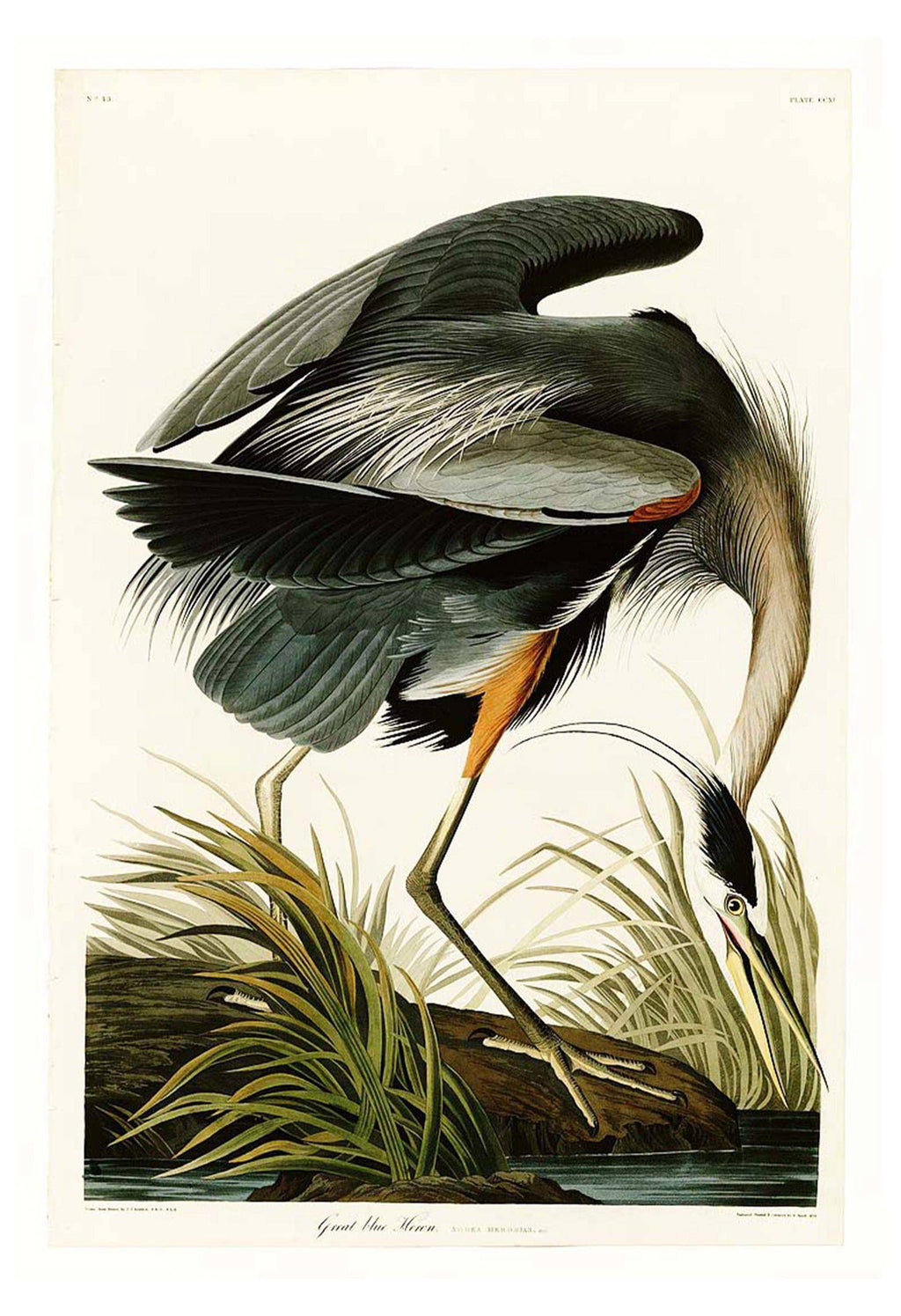 "John James Audubon - Great blue Heron Poster"