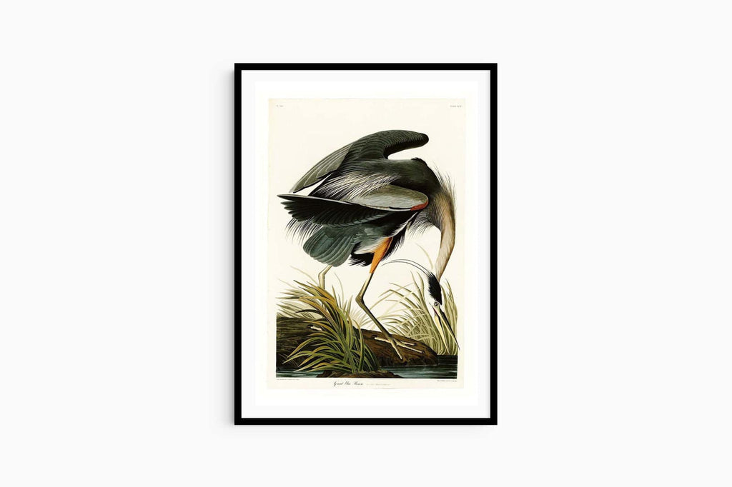 "John James Audubon - Great blue Heron Poster"