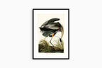 "John James Audubon - Great blue Heron Poster"