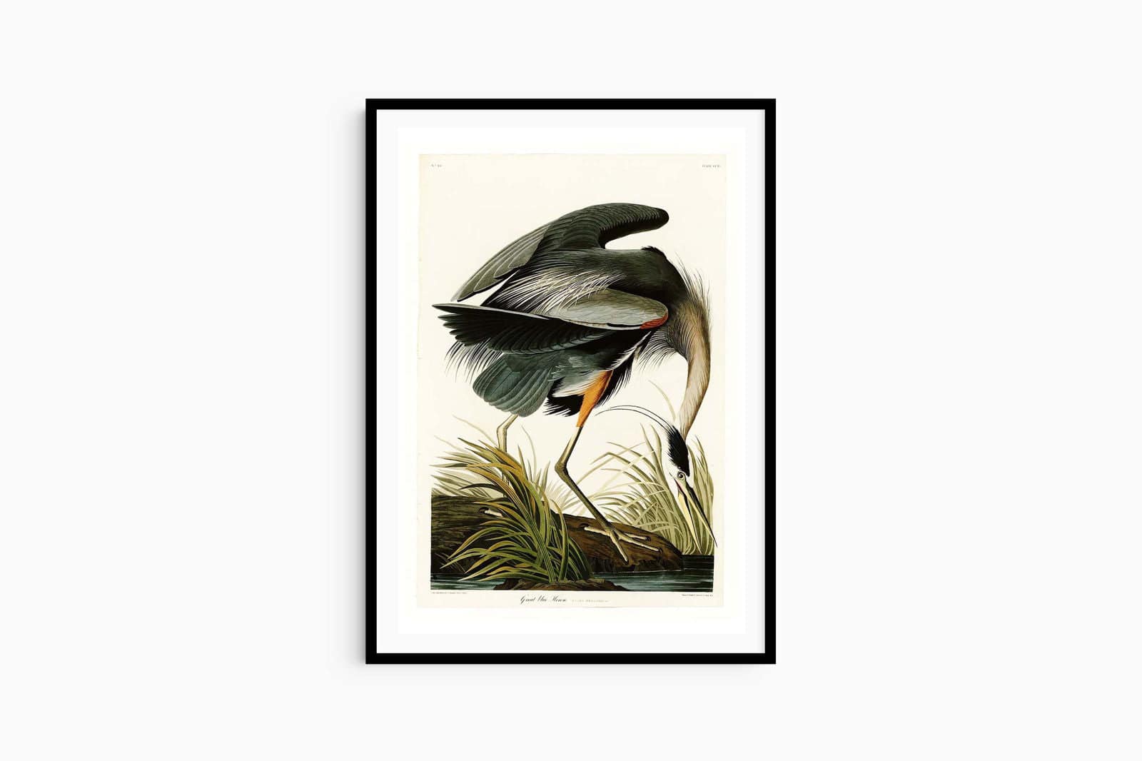 "John James Audubon - Great blue Heron Poster"