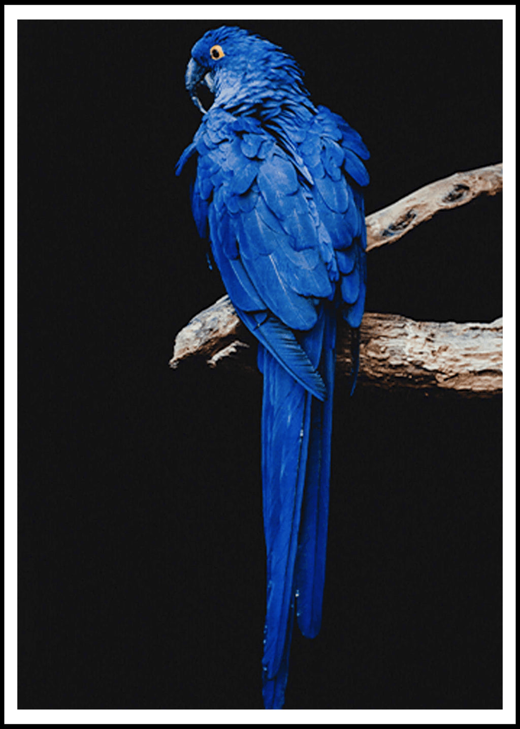 "Blue Parrot Poster - Hakyarts"