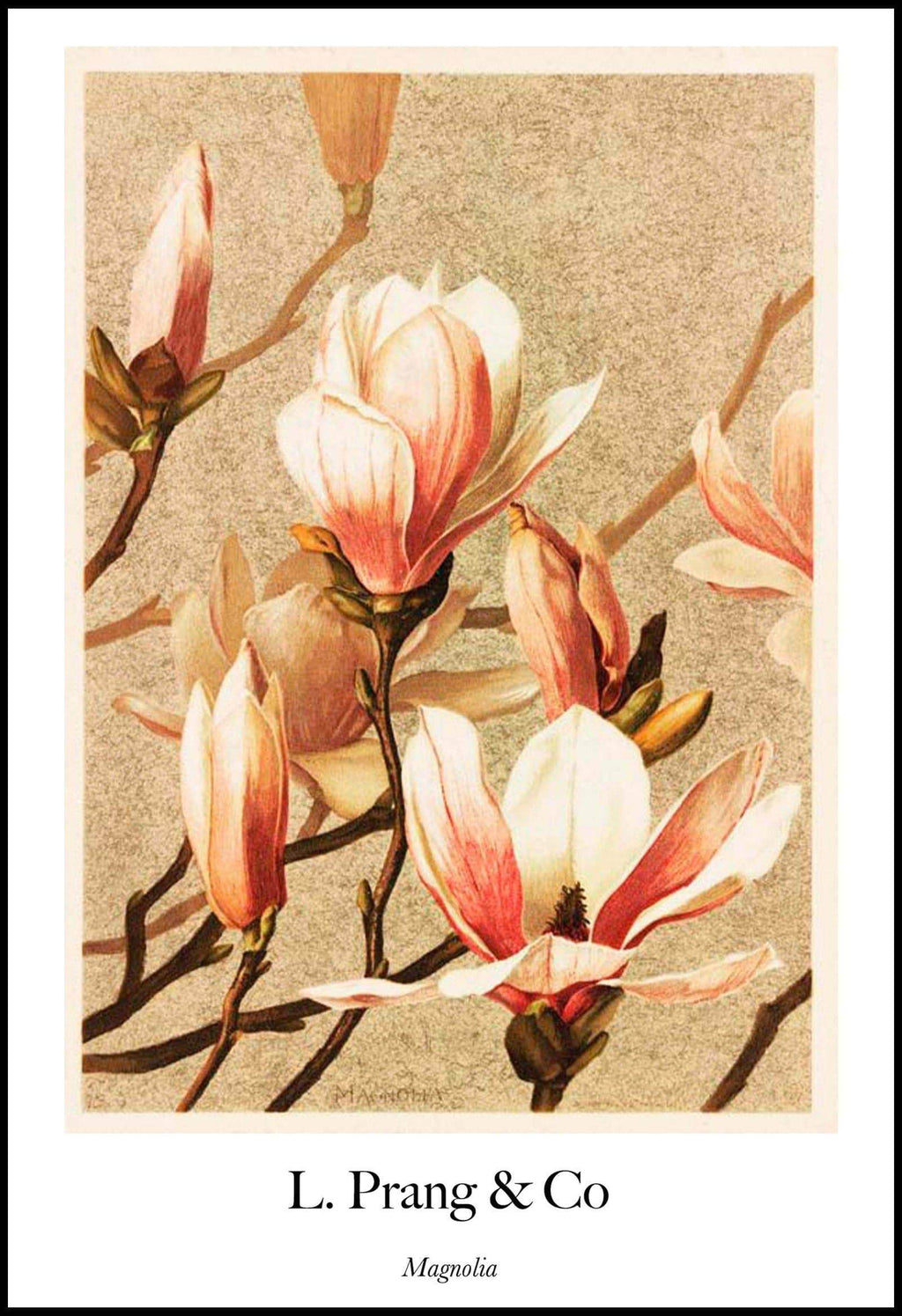 "Louis Prang & Co - Magnolia Poster - Hakyarts"