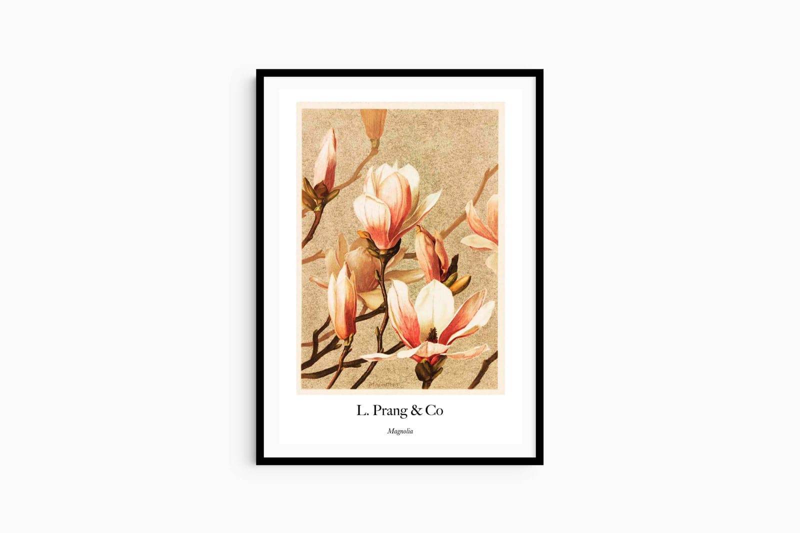 "Louis Prang & Co - Magnolia Poster - Hakyarts"
