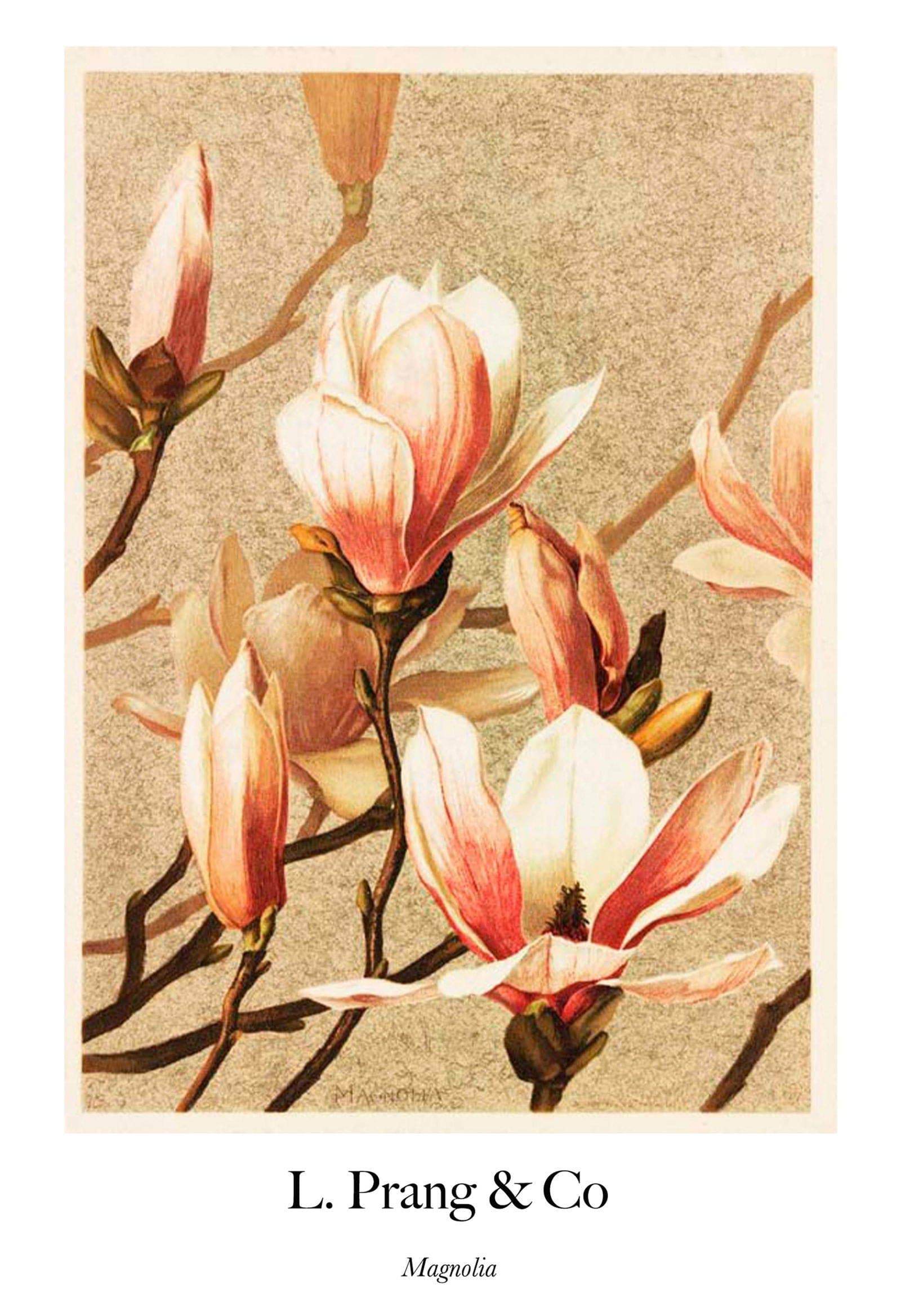 "Louis Prang & Co - Magnolia Poster - Hakyarts"