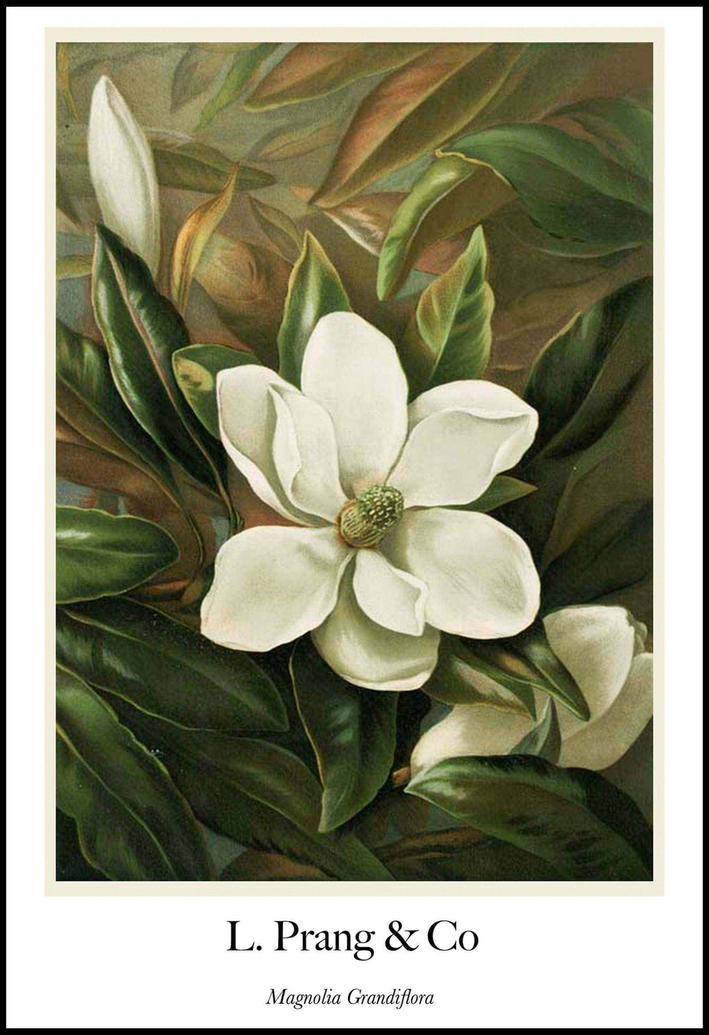 "Louis Prang & Co - Magnolia Grandiflora Poster - Hakyarts"