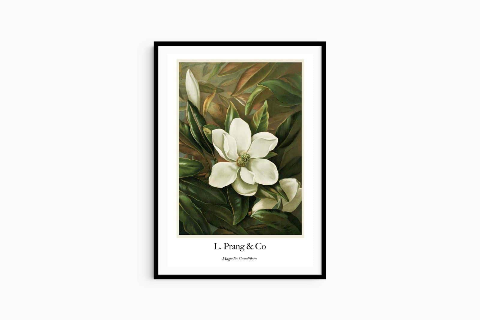"Louis Prang & Co - Magnolia Grandiflora Poster - Hakyarts"