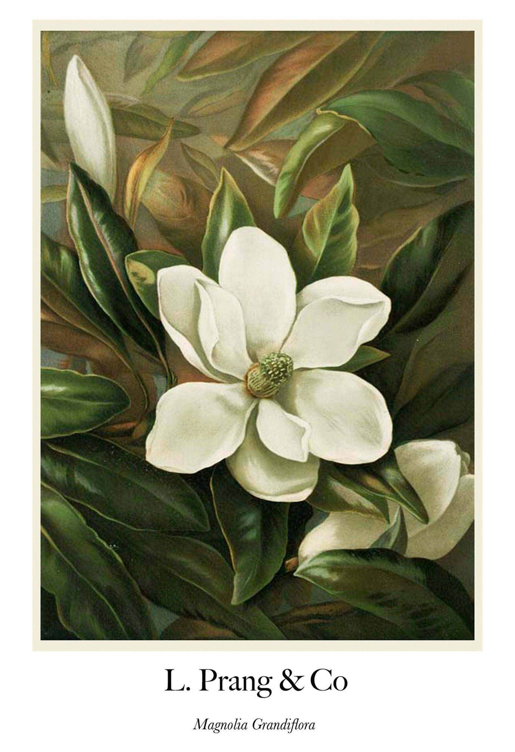 "Louis Prang & Co - Magnolia Grandiflora Poster - Hakyarts"
