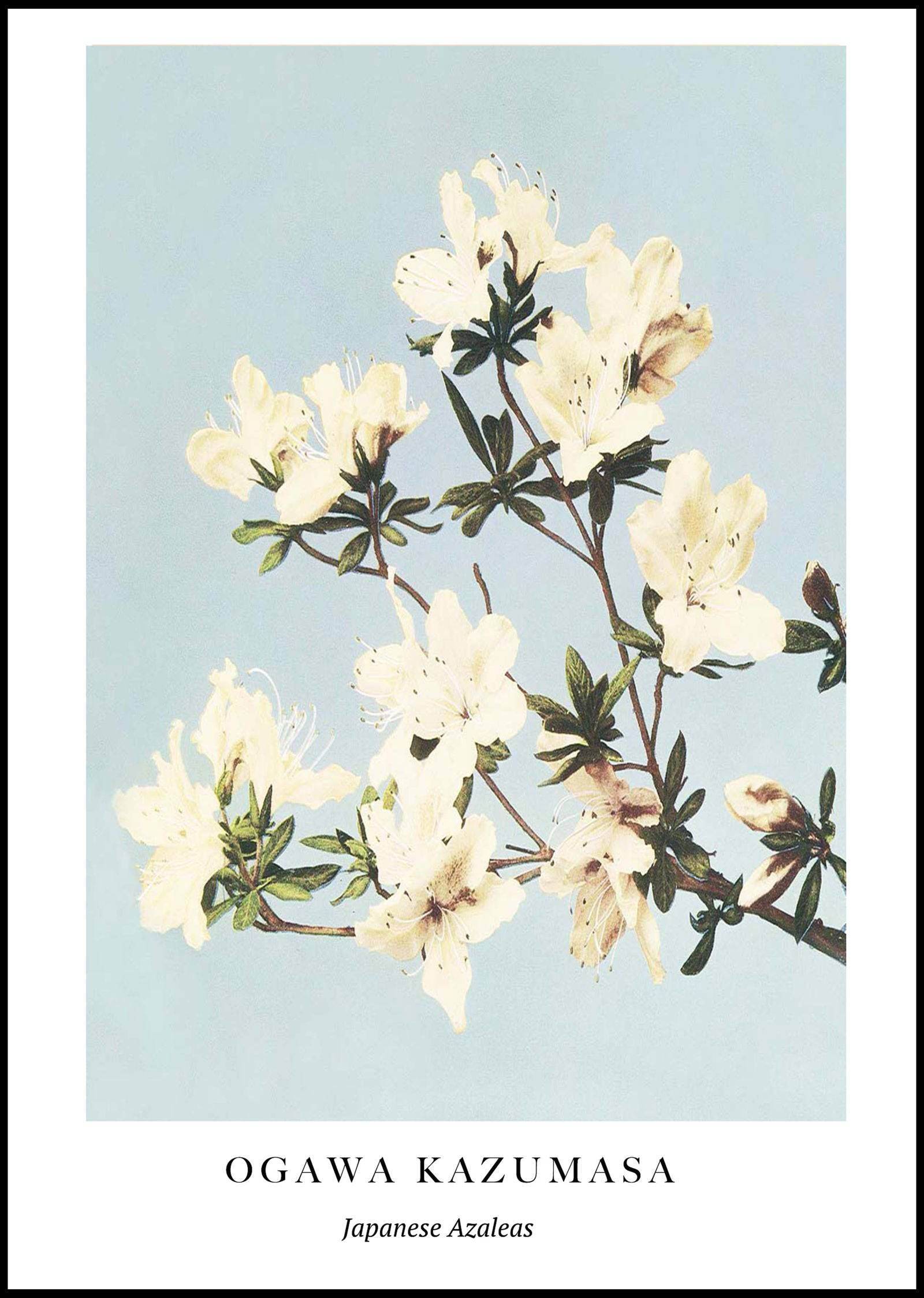 "Ogawa Kazumasa - Japanese Azaleas Poster - Hakyarts"