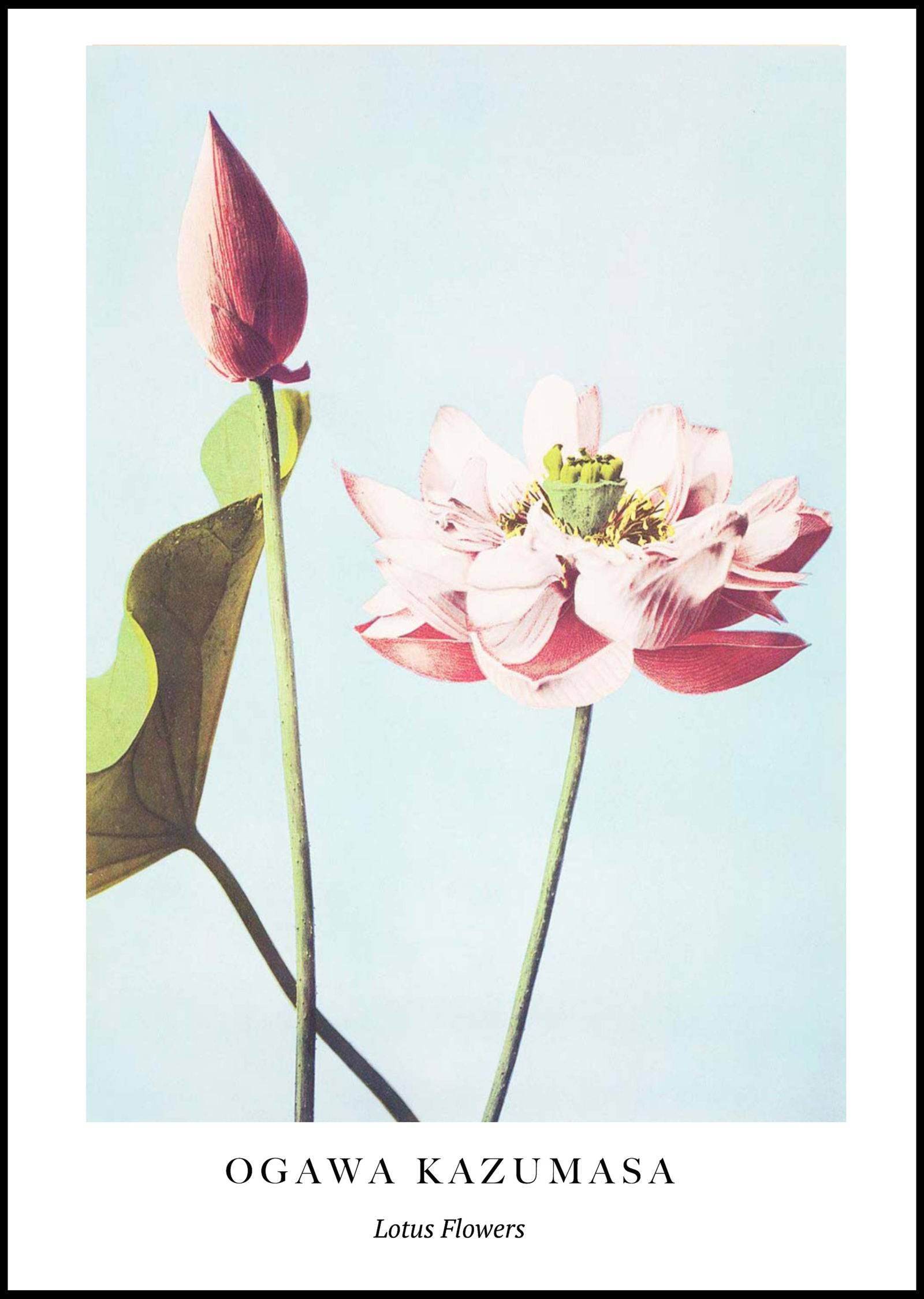 "Ogawa Kazumasa - Lotus Flowers Poster - Hakyarts"