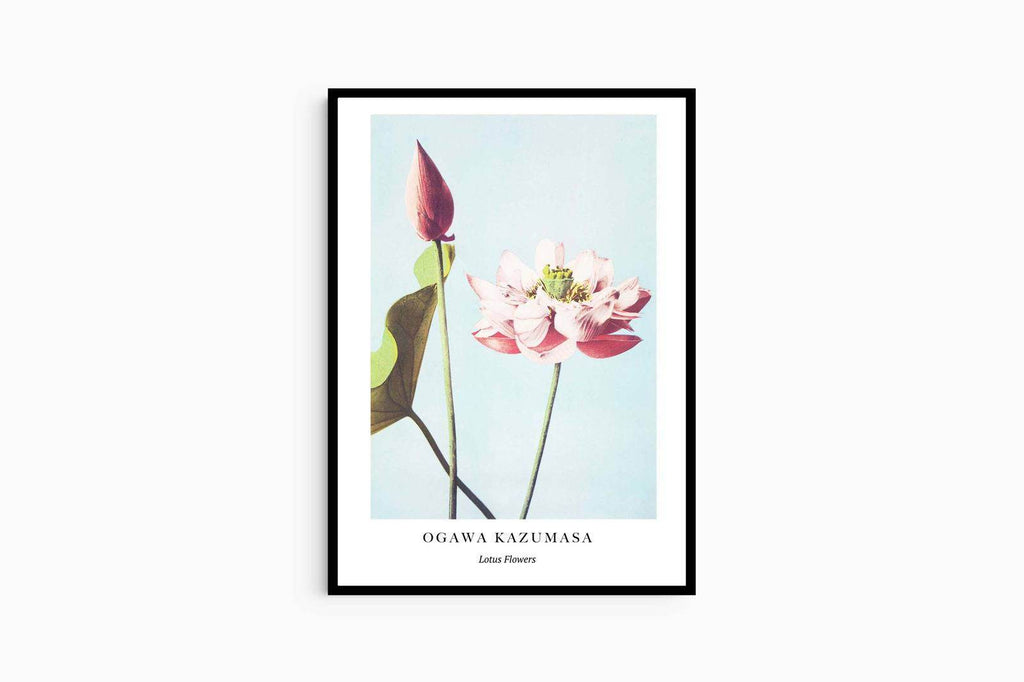 "Ogawa Kazumasa - Lotus Flowers Poster - Hakyarts"