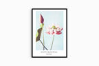"Ogawa Kazumasa - Lotus Flowers Poster - Hakyarts"