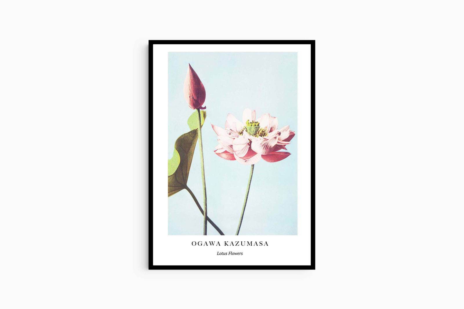 "Ogawa Kazumasa - Lotus Flowers Poster - Hakyarts"
