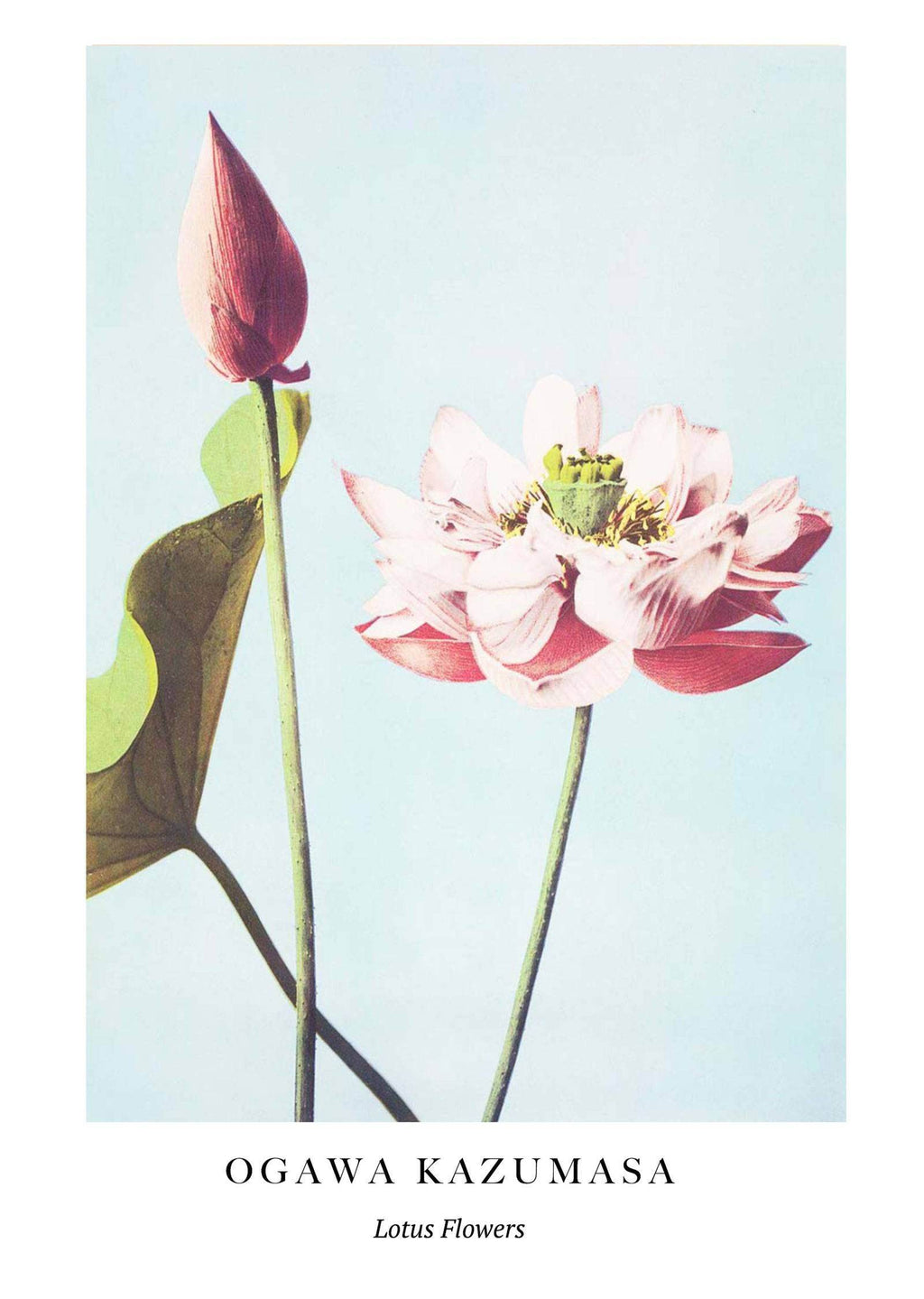 "Ogawa Kazumasa - Lotus Flowers Poster - Hakyarts"
