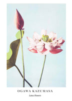 "Ogawa Kazumasa - Lotus Flowers Poster - Hakyarts"