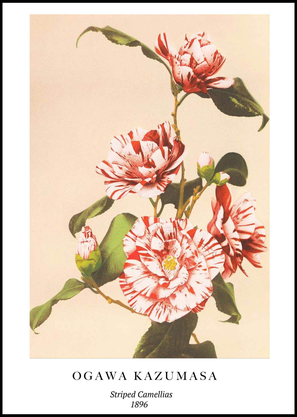 "Ogawa Kazumasa - Striped Camellias Poster - Hakyarts"