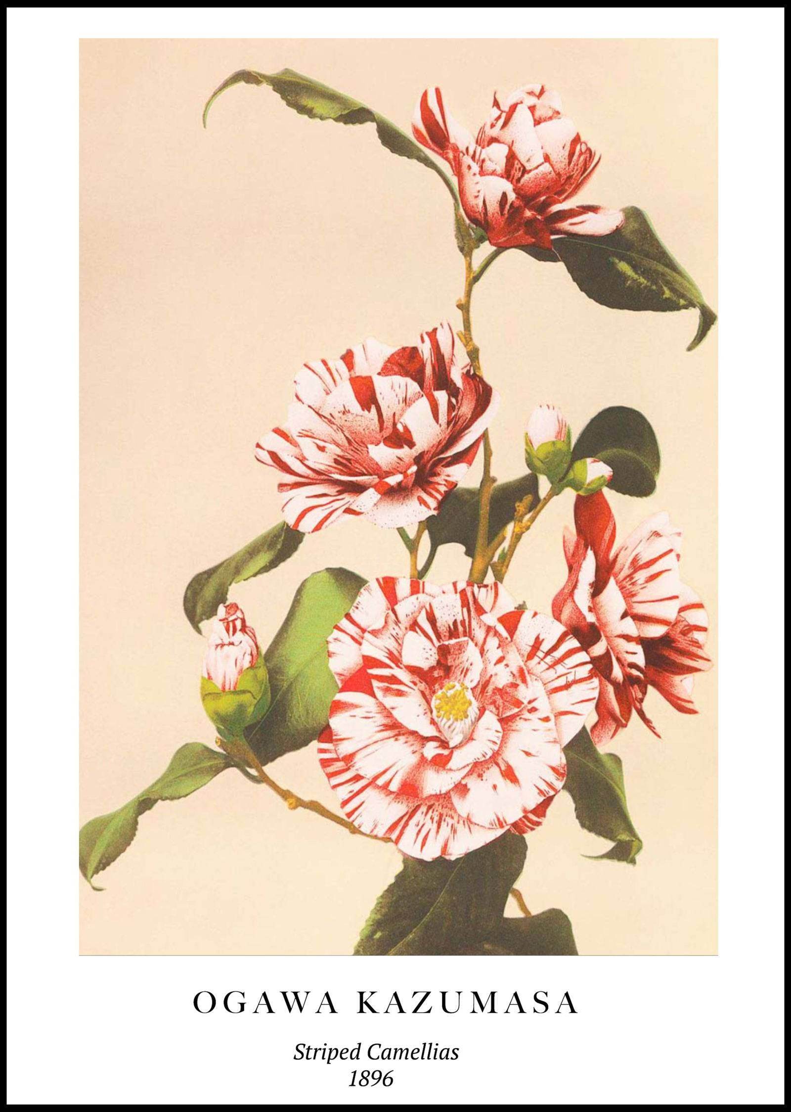 "Ogawa Kazumasa - Striped Camellias Poster - Hakyarts"