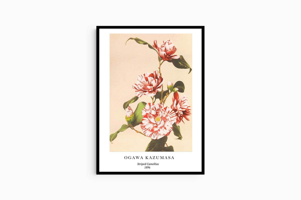 "Ogawa Kazumasa - Striped Camellias Poster - Hakyarts"