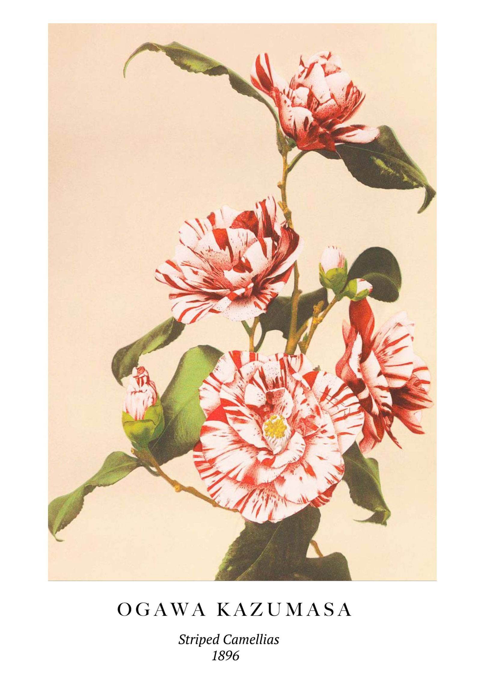 "Ogawa Kazumasa - Striped Camellias Poster - Hakyarts"