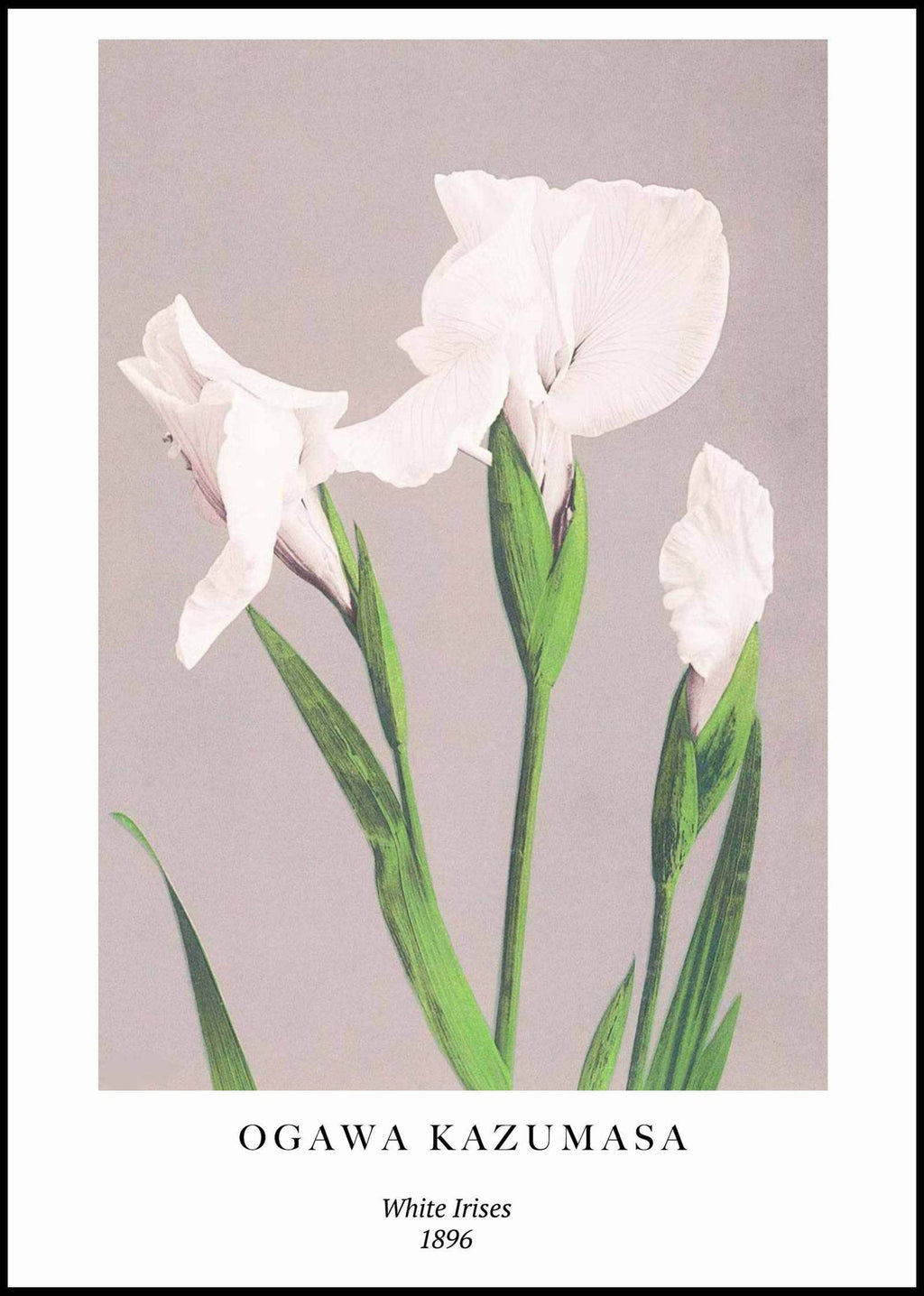 "Ogawa Kazumasa - White Irises Poster - Hakyarts"