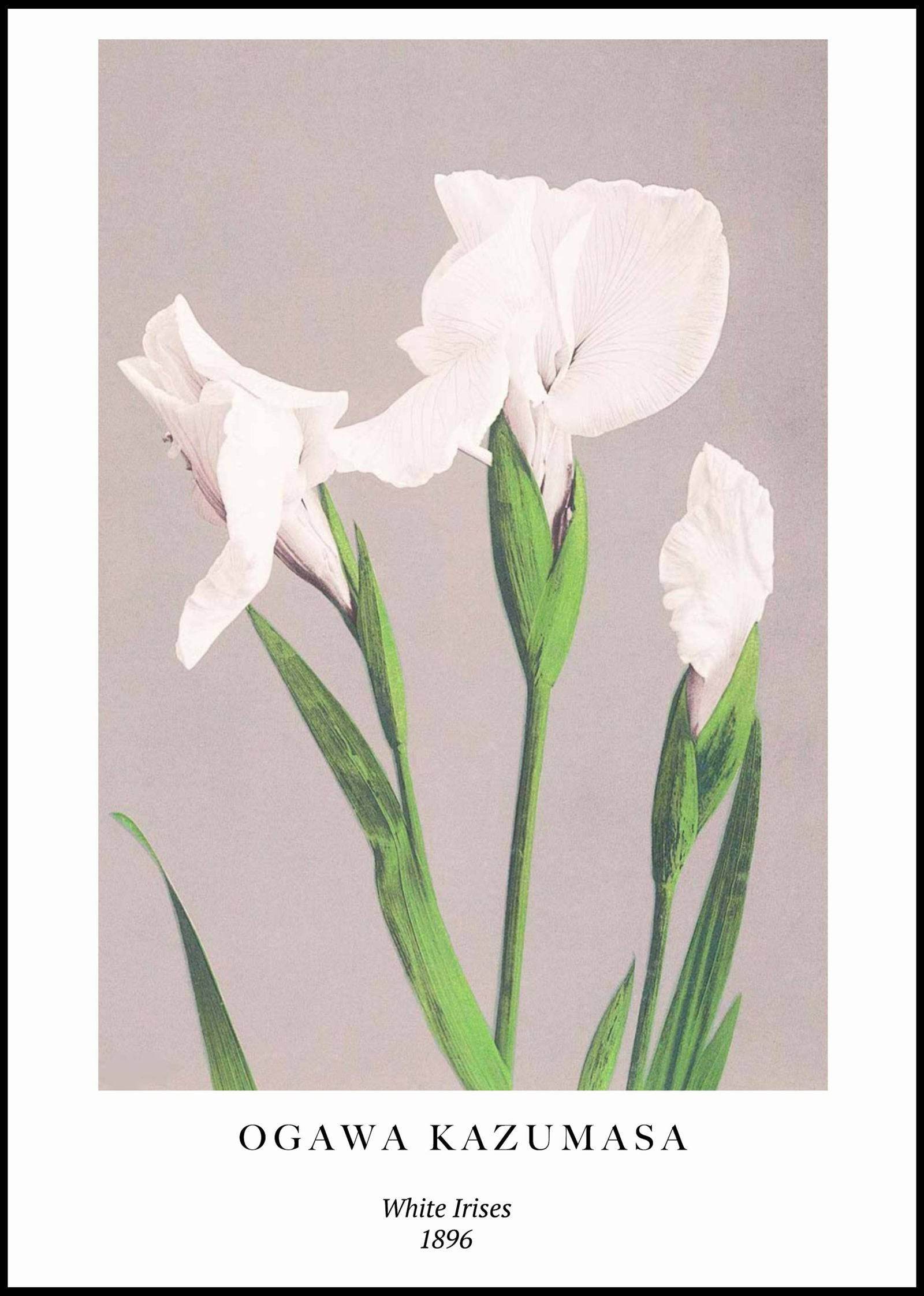 "Ogawa Kazumasa - White Irises Poster - Hakyarts"