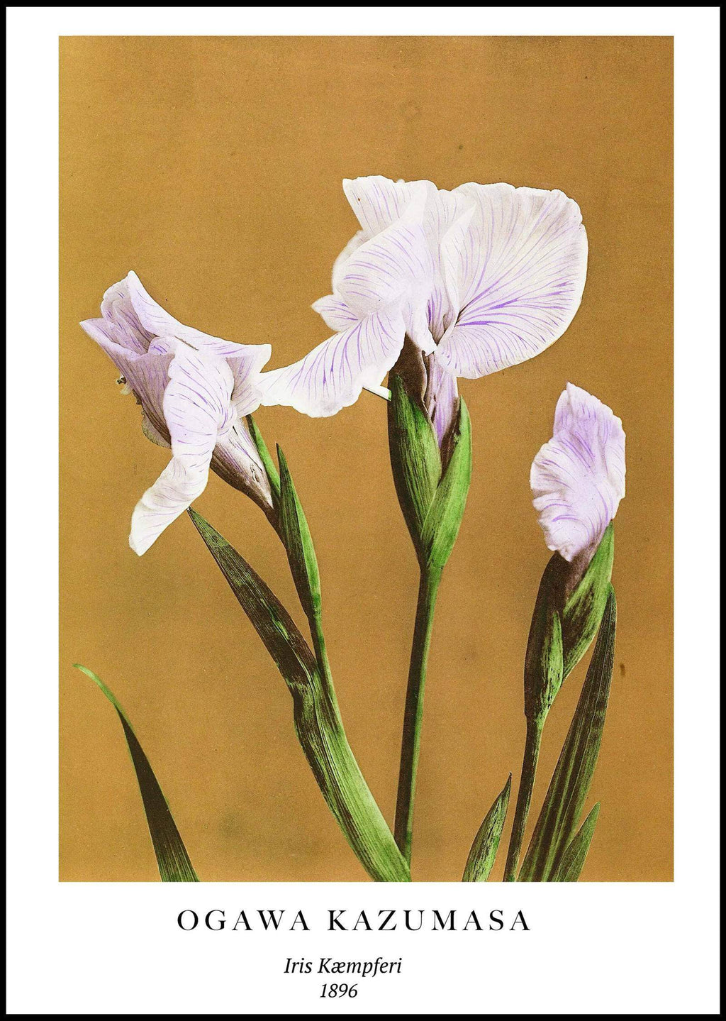 "Ogawa Kazumasa - Iris Kæmpferi Poster - Hakyarts"