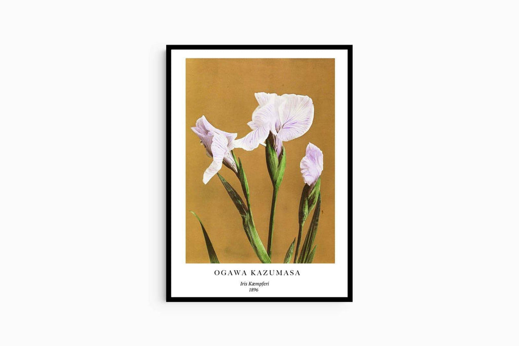 "Ogawa Kazumasa - Iris Kæmpferi Poster - Hakyarts"