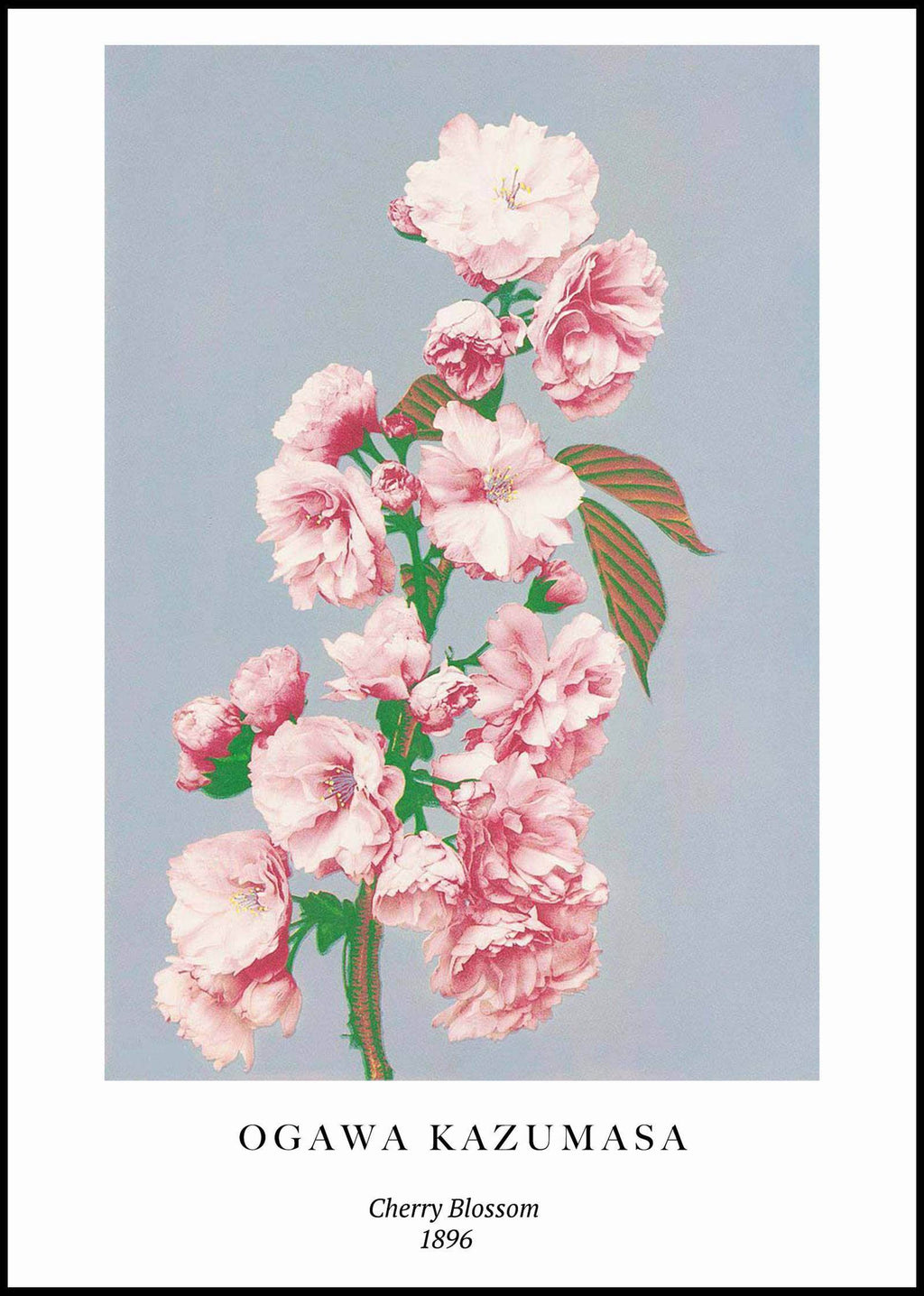 "Ogawa Kazumasa - Cherry Blossom Poster - Hakyarts"