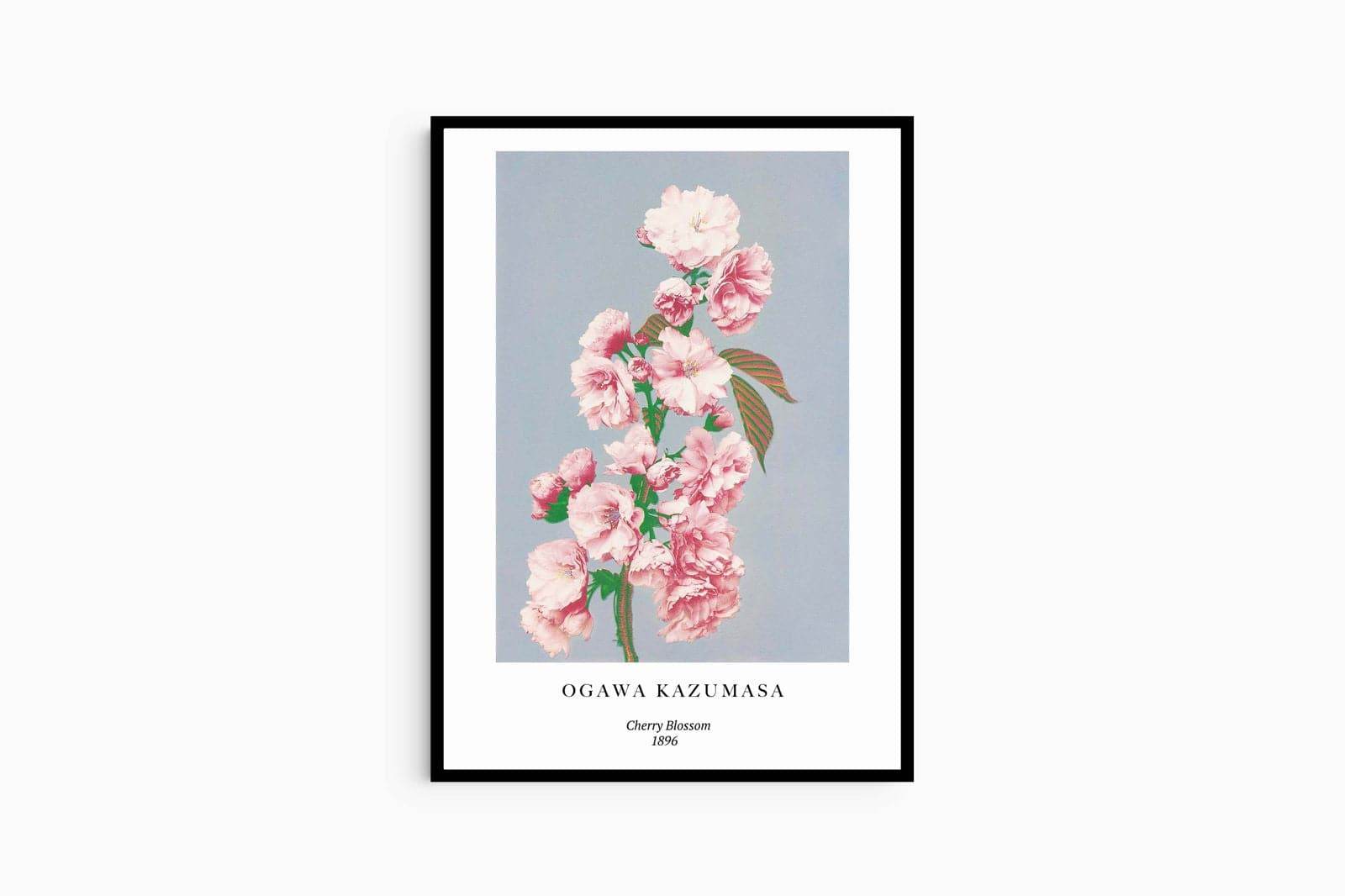 "Ogawa Kazumasa - Cherry Blossom Poster - Hakyarts"