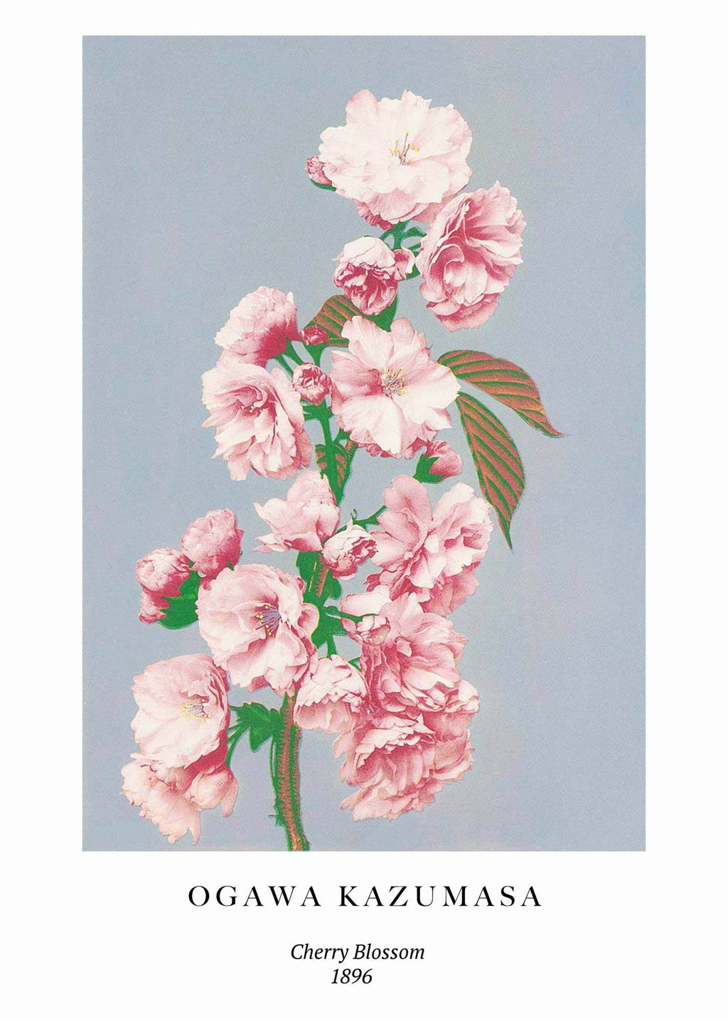 Set of 2 Vintage-Inspired Art Prints – Eli Lilly Chocolate Medicine Bottles & Ogawa Kazumasa’s Cherry Blossom Gallery Set