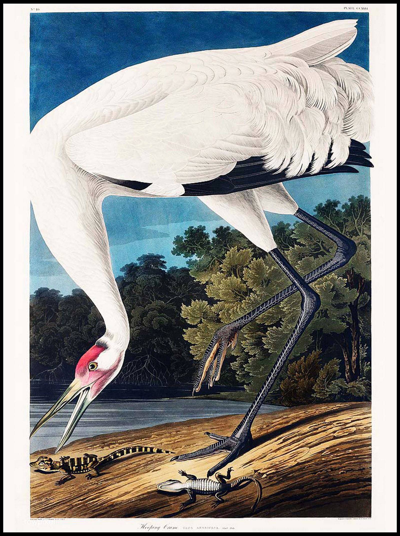 "John James Audubon - Wooping Crane Poster"