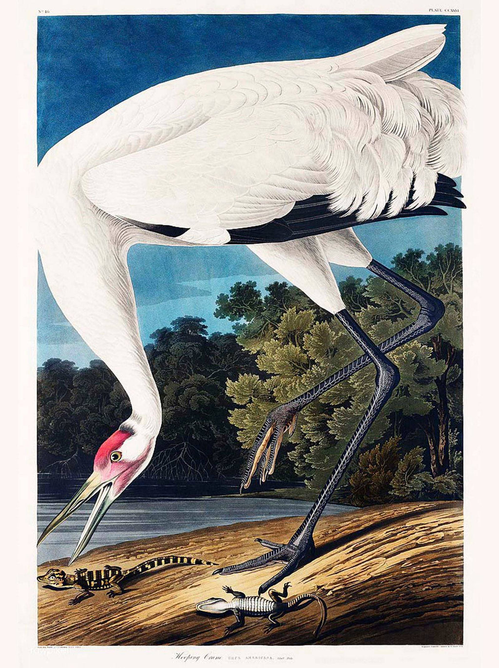 "John James Audubon - Wooping Crane Poster"