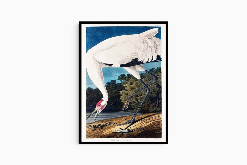 "John James Audubon - Wooping Crane Poster"