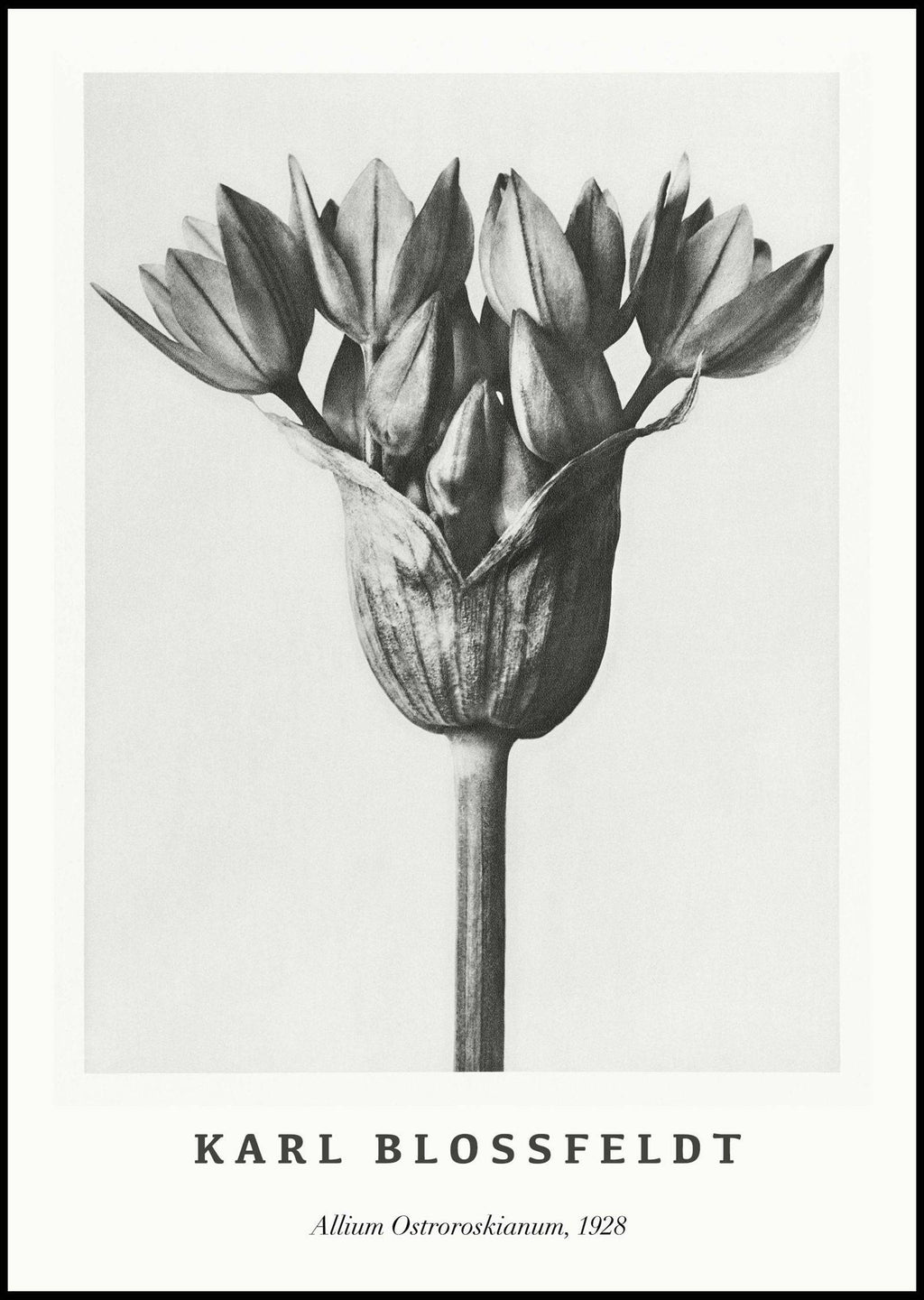 "Karl Blossfeldt - Allium Ostroroskianum Poster"