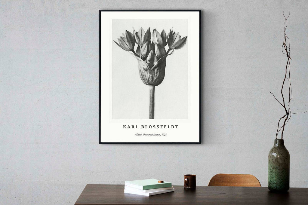 "Karl Blossfeldt - Allium Ostroroskianum Poster"