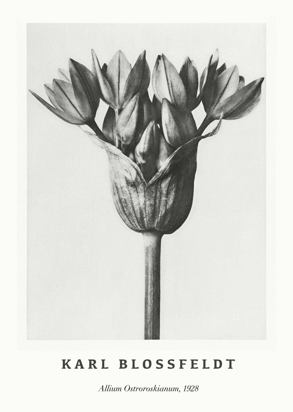 "Karl Blossfeldt - Allium Ostroroskianum Poster"