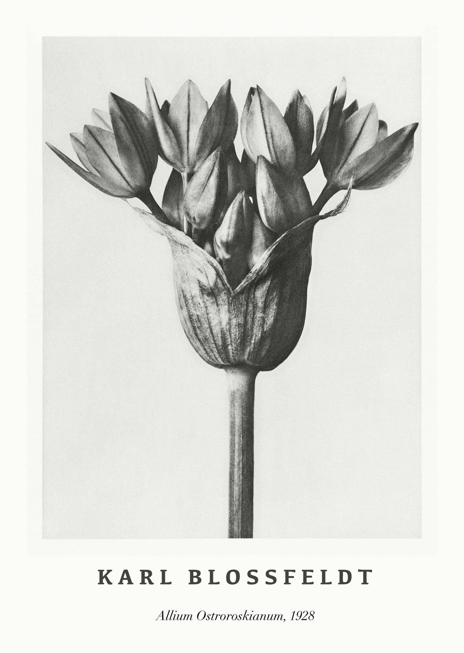 "Karl Blossfeldt - Allium Ostroroskianum Poster"