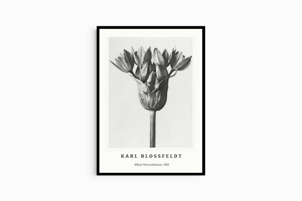 "Karl Blossfeldt - Allium Ostroroskianum Poster"