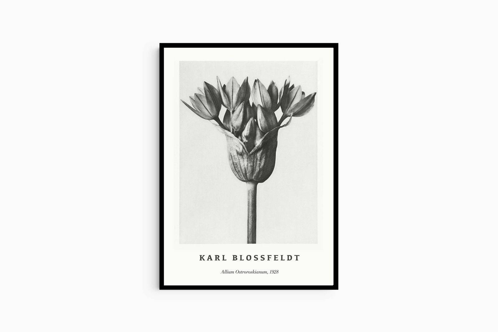 "Karl Blossfeldt - Allium Ostroroskianum Poster"