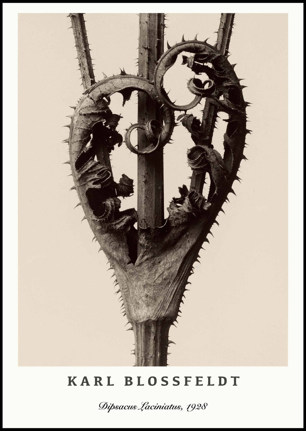 "Karl Blossfeldt - Dipsacus Laciniatus Poster"