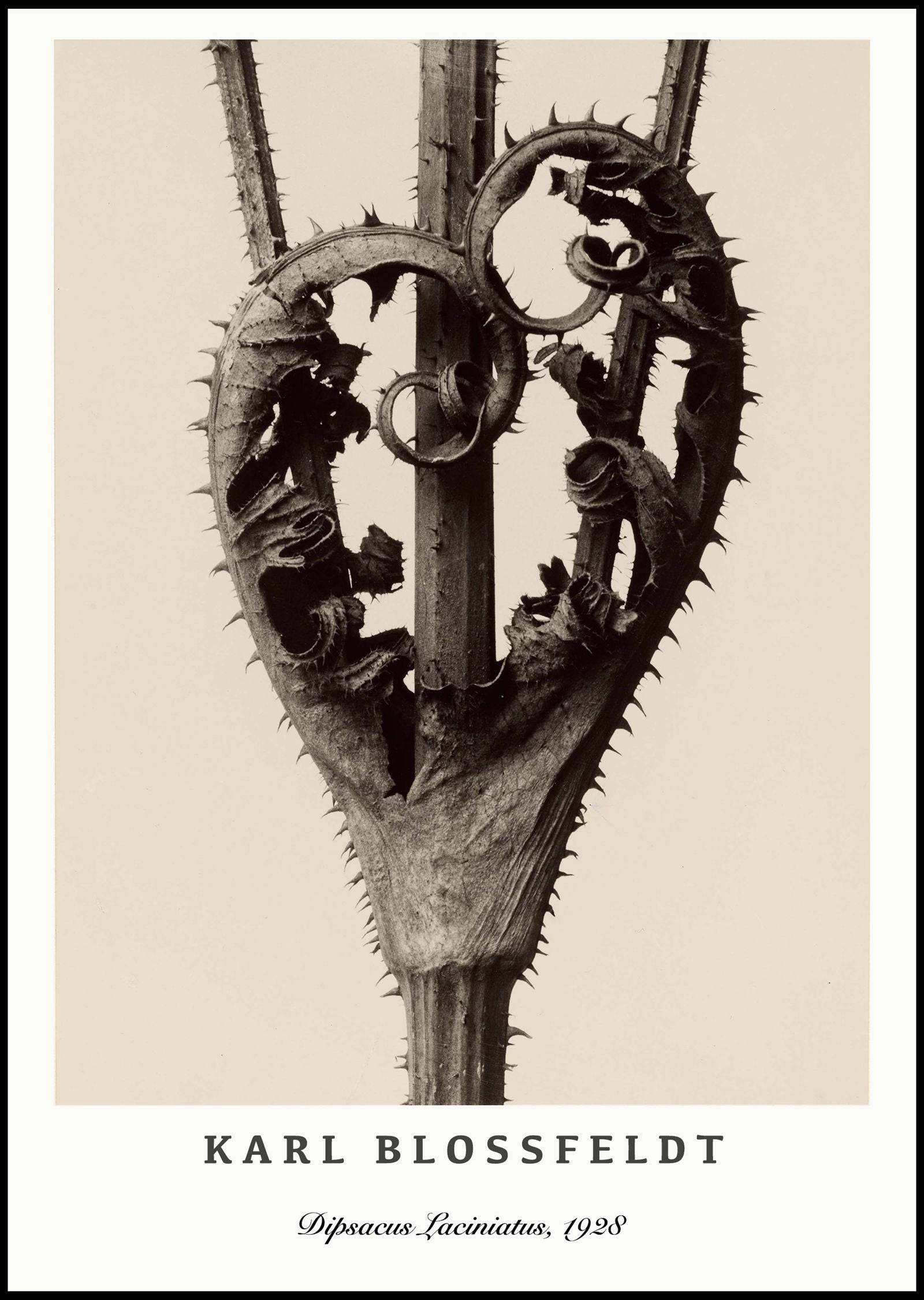 "Karl Blossfeldt - Dipsacus Laciniatus Poster"