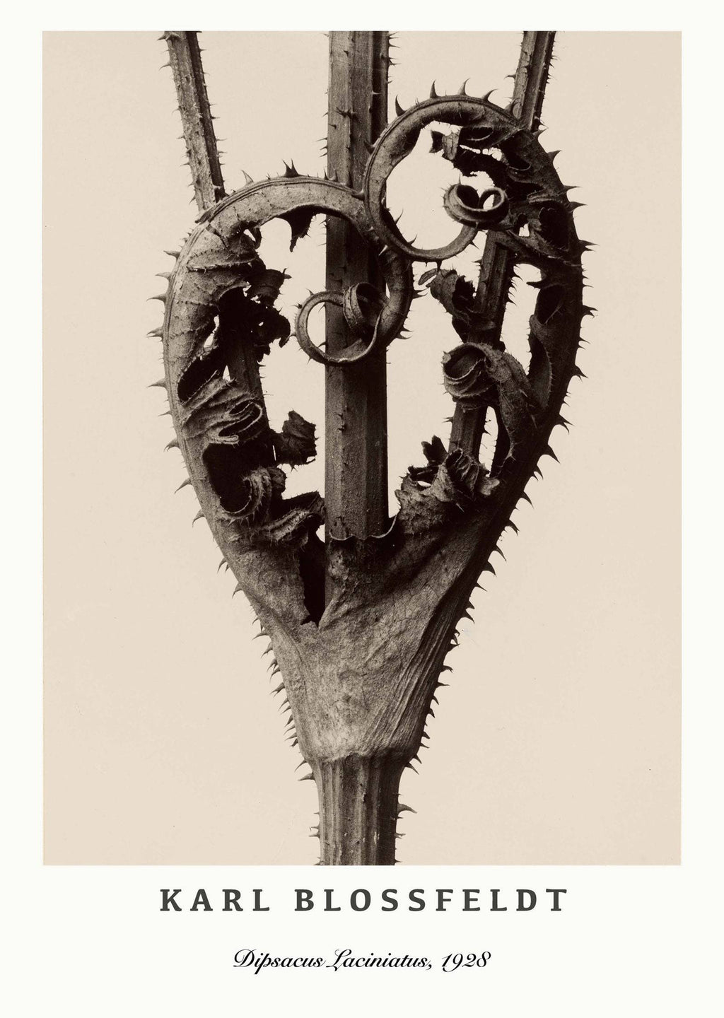 "Karl Blossfeldt - Dipsacus Laciniatus Poster"