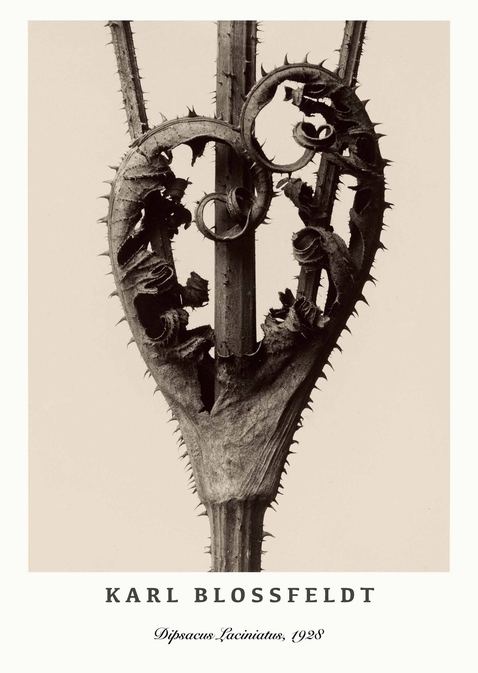 "Karl Blossfeldt - Dipsacus Laciniatus Poster"